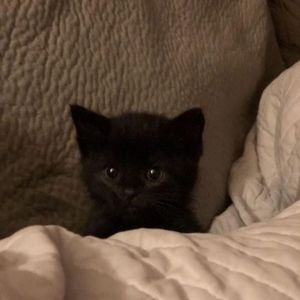 Meet your Posher, Ambrosiql